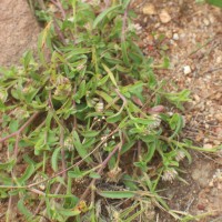 Allmania nodiflora (L.) R.Br. ex Wight